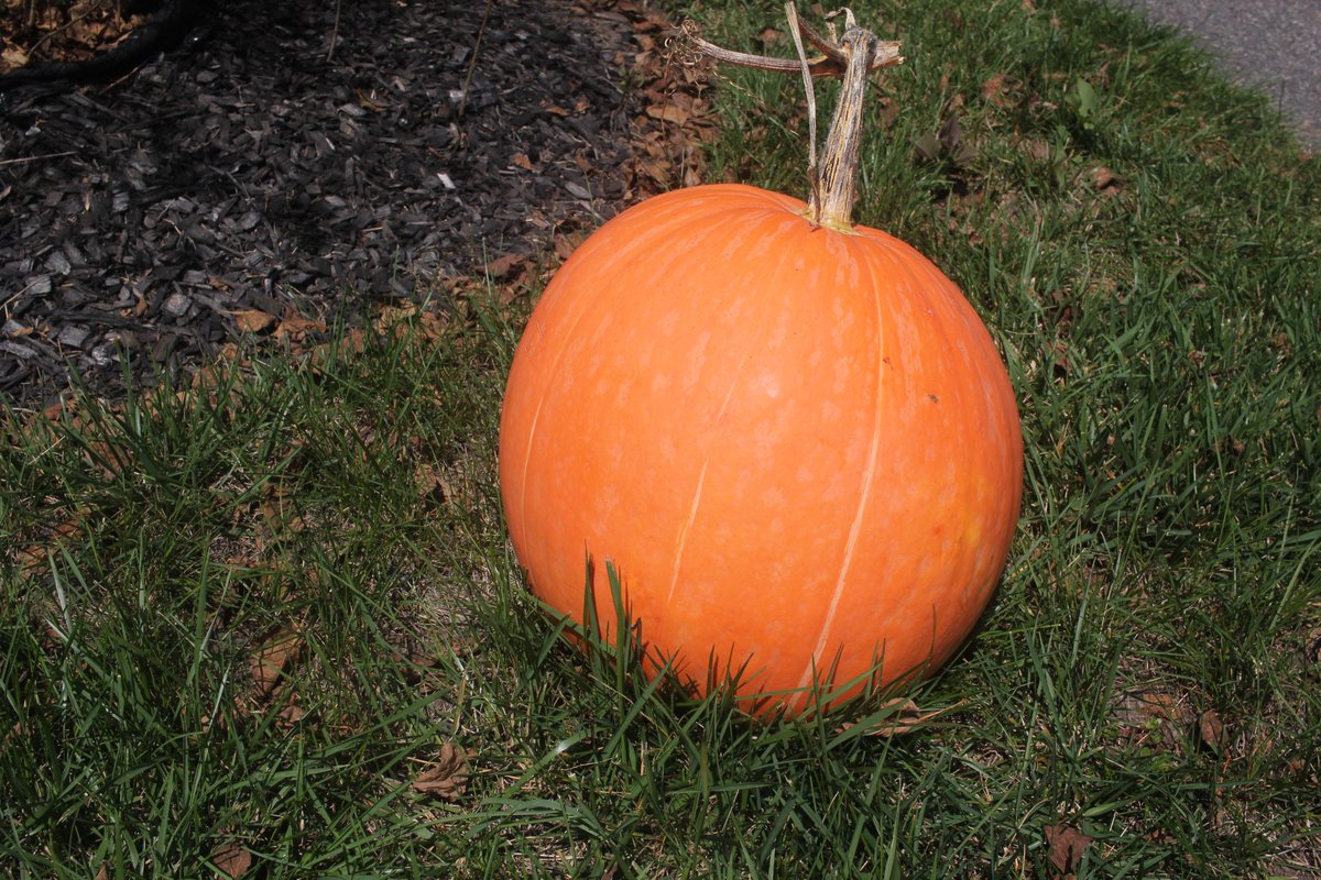 HALLOWEENSEASON's tweet photo. One of my Halloween pumpkins I grew.  I have about 15 pumpkins. https://t.co/TSNXcH9gan