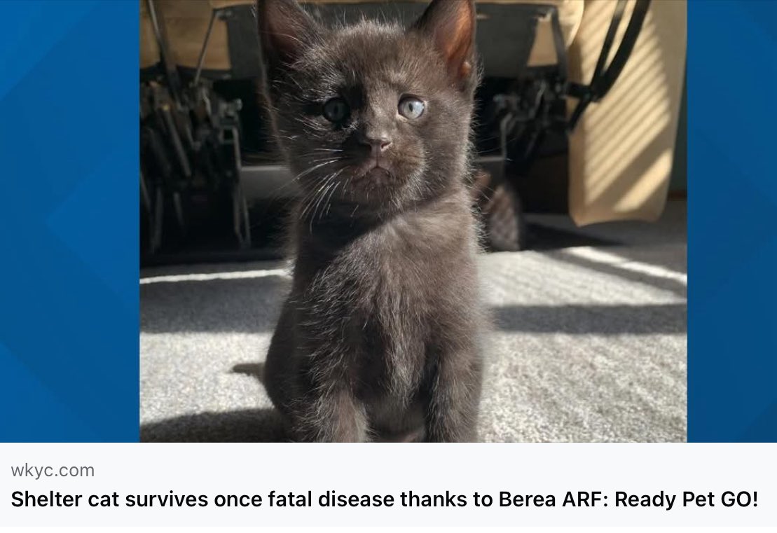 BereaARF's tweet image. Many thanks to @wkyc for sharing the story of Gooseberry’s recovery!❤️‍🩹 

facebook.com/share/1JjaWgHZ…

#ReadyPetGO #AdoptDontShop #Rescue
