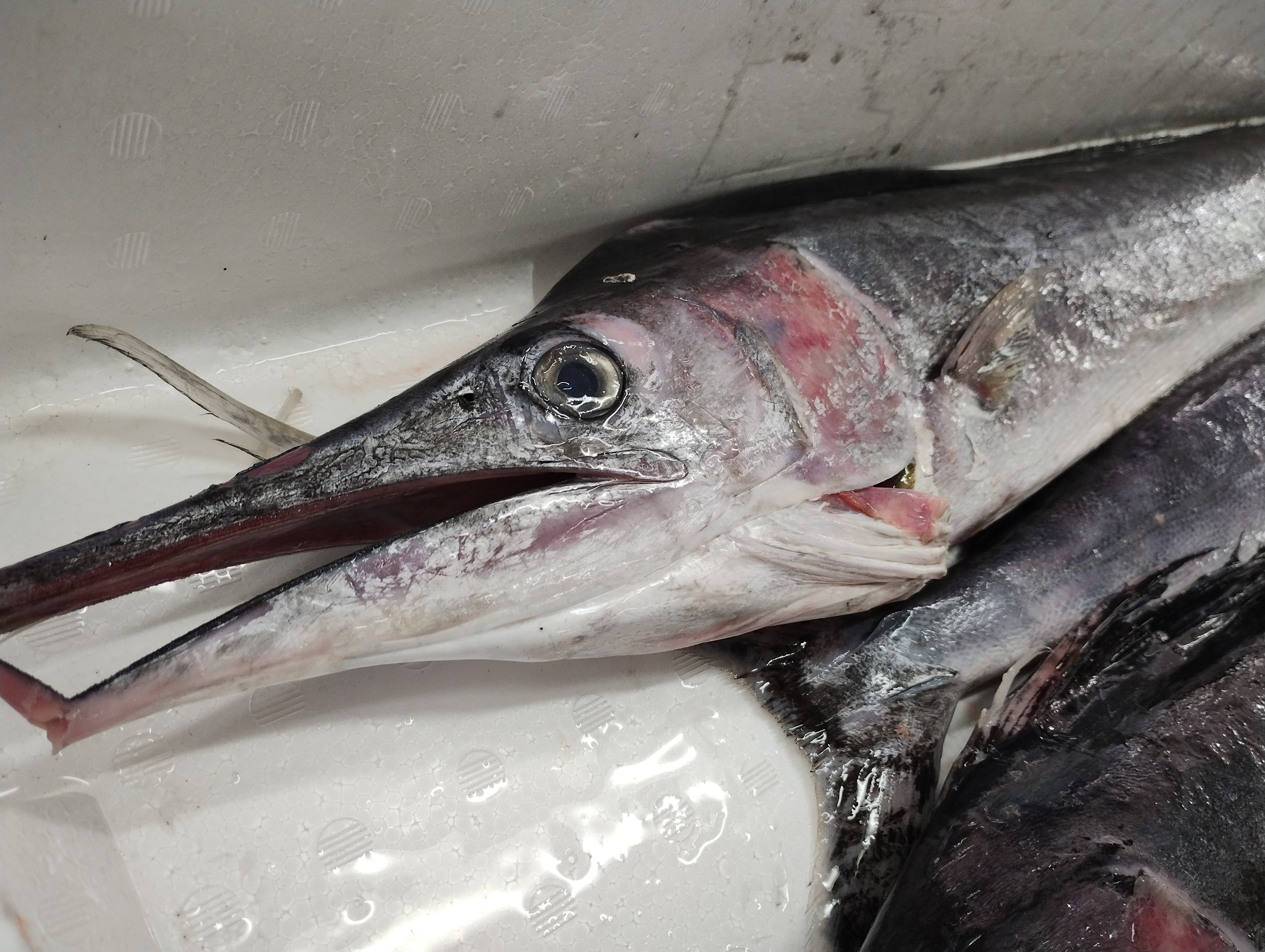 バショウカジキ　特注品　鼻先　少し欠けあり バショウカジキ 特注品 鼻先 少し欠けあり