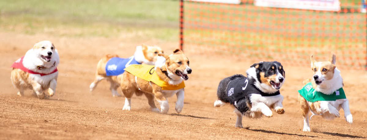 Red Mile Gaming & Racing tweet media