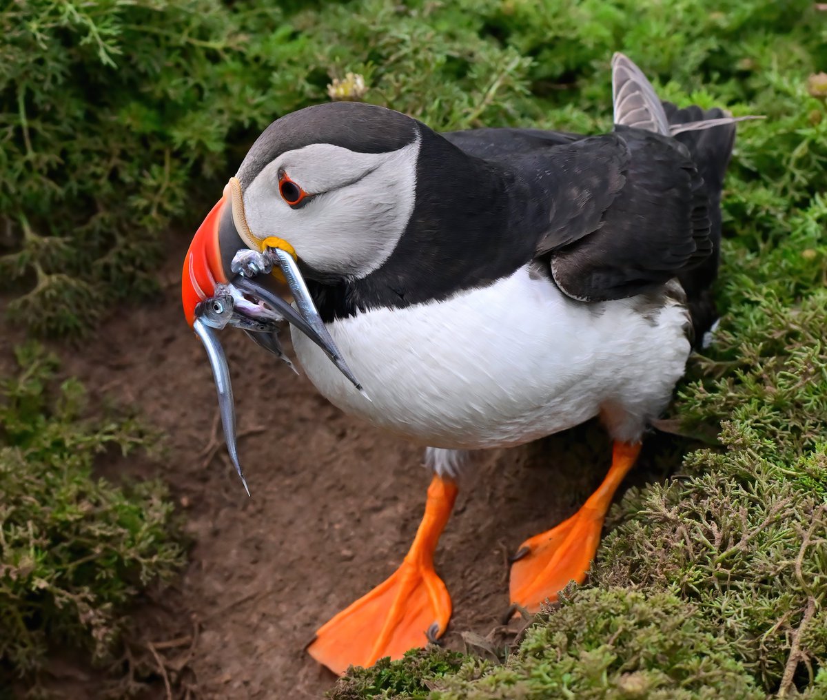 Puffin taking fish down into the burrow for its pufflings! 😍
#TheDailyPuffin 🐦