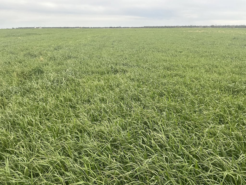 Irrigated annual ryegrass and clover for hay at carrathool NSW.    Producing some good biomass!