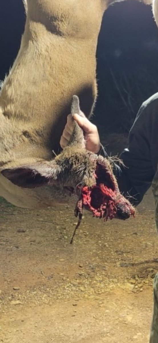 superflystuka's tweet photo. @Red_Pill_US This is a photo of a deer that was shot in the back of the head with a .30-06. https://t.co/s4vzDJFfna