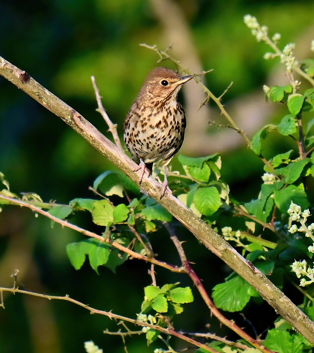 A Song Thrush in my Somerset village recently. 😍
 An increasingly rare sight sadly. 🐦