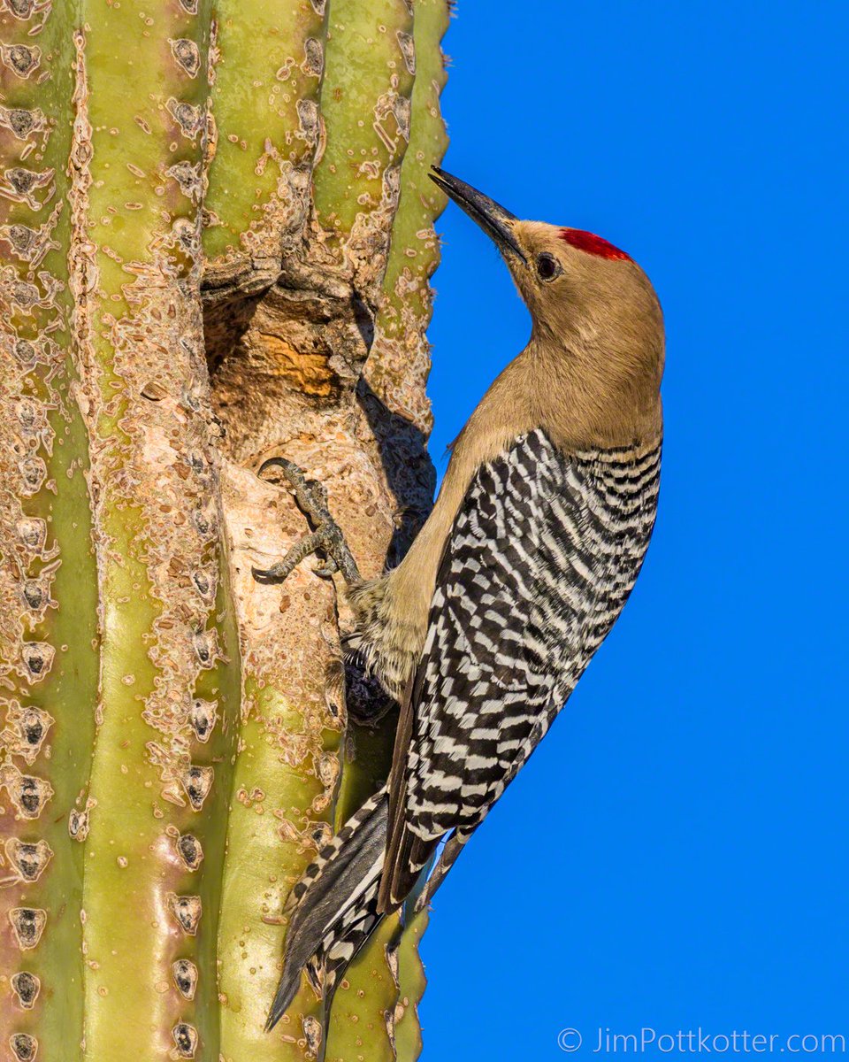 The Gila Woodpecker's most exceptional characteristic is its symbiotic relationship with the saguaro cactus. After months of curing to harden, these nesting cavities become essential homes for other species unable to create their own. #birds #nature #wildlife