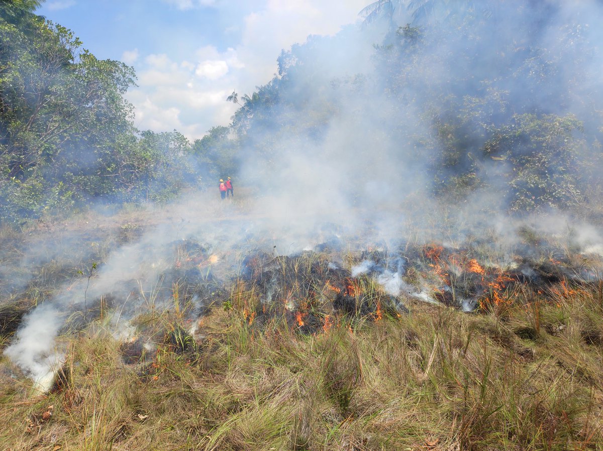 Formation #brulagedirigé 🔥🌿🌴🌳des 🧑‍🚒@sdis973. Mise en pratique sur le terrain
☑️ 1er brulage pédagogique
☑️ 1️⃣5️⃣ stagiaires
☑️ 4️⃣ formateurs <a href="/ECASCVALABRE/">ECASC</a> 
☑️ terrain mis à disposition @cnes
☑️ equipe 🚒  CIS #Kourou sécurité et <a href="/Gendarmerie/">Gendarmerie nationale</a> et drones