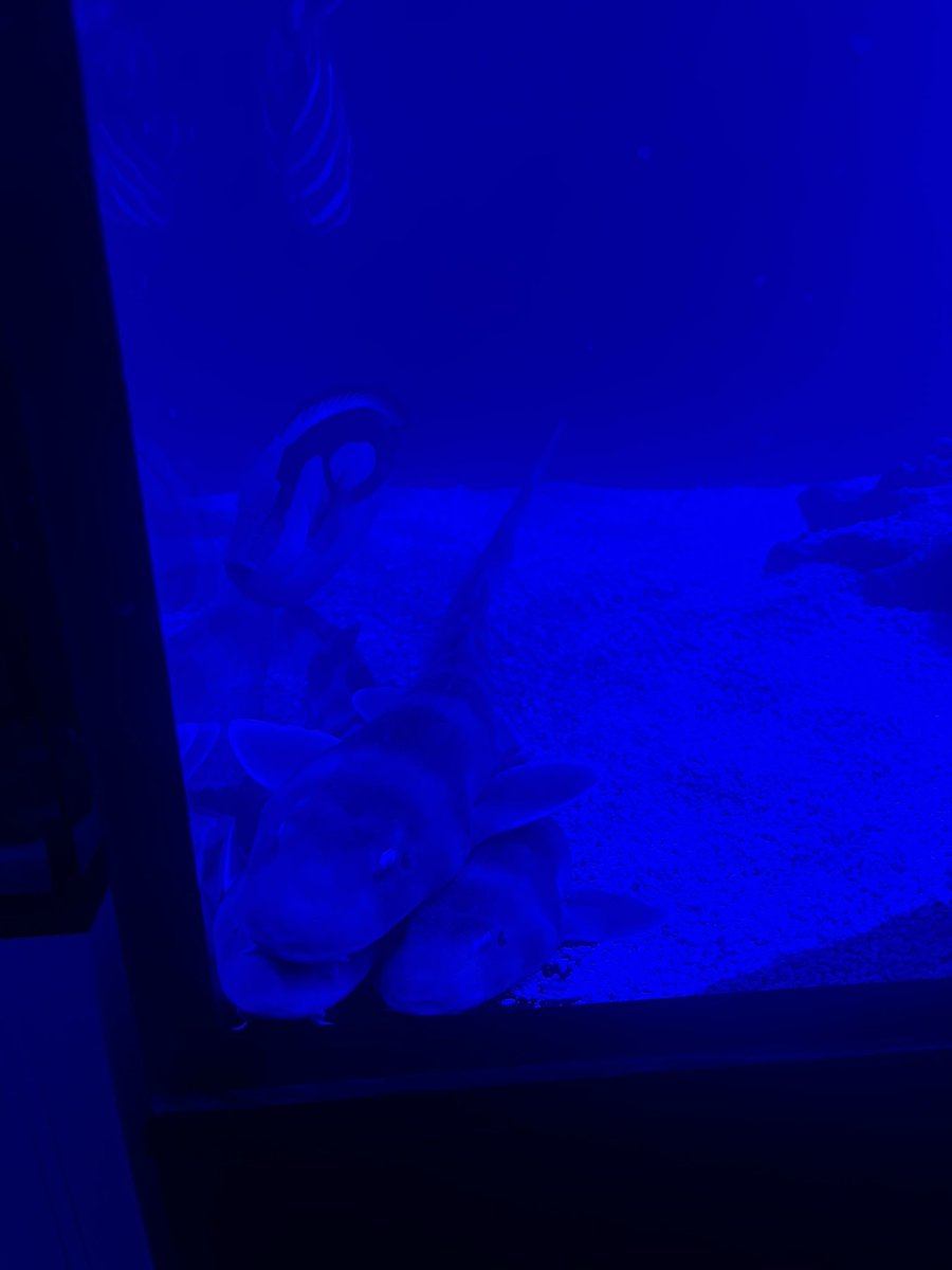 one of the little sharks is now donated to the breakers hotel i can’t wait to visit him how cool 🏨🦈<3 :) !!