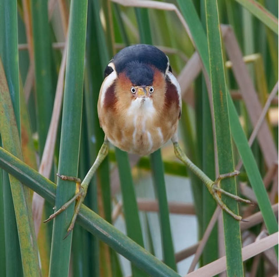 how does this thing even exist