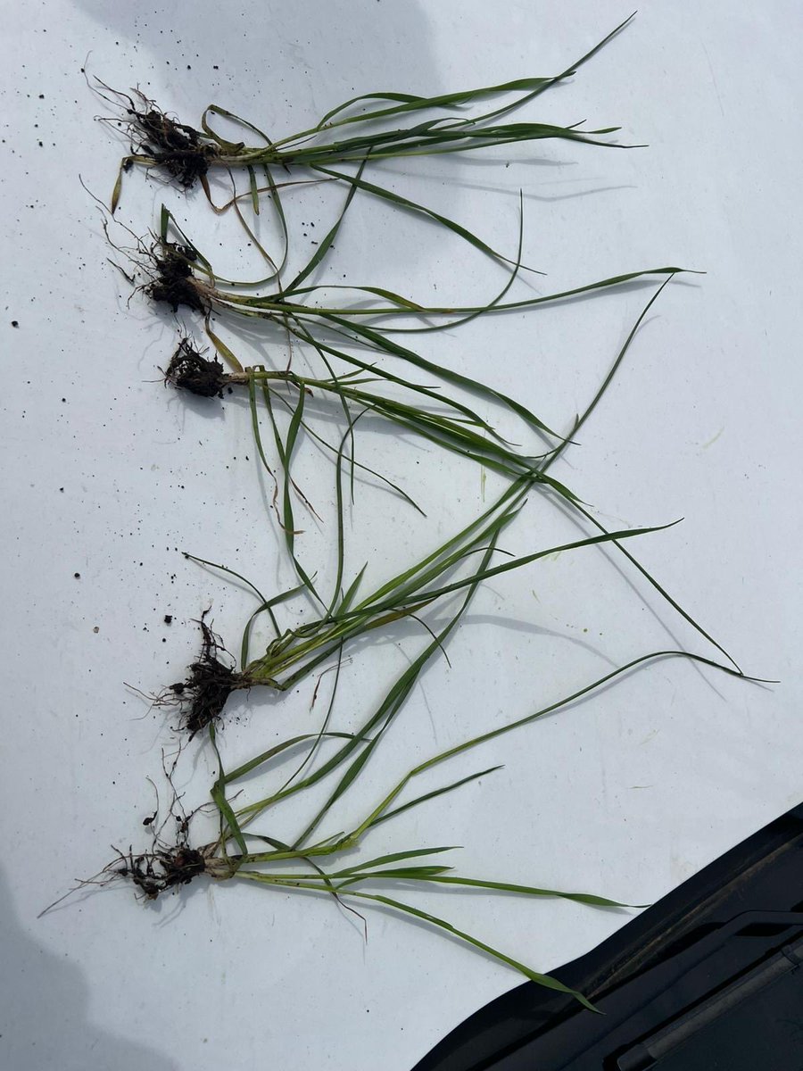 NutriAvanza tweet media