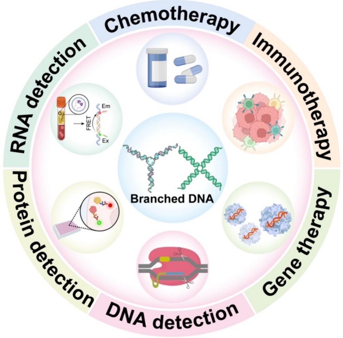 ADDReditors's tweet image. ADDR 50 days&apos; free access: Branched DNA for disease diagnosis and therapy.
By Peifeng Liu &amp;amp; coworkers @sjtu1896
#BranchedDNA #DNAnanostructure #diagnosis
kwnsfk27.r.eu-west-1.awstrack.me/L0/https:%2F%2…