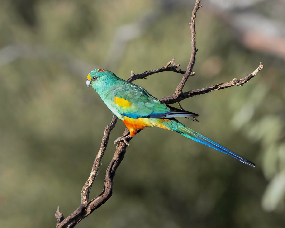 VetGurus tweet media