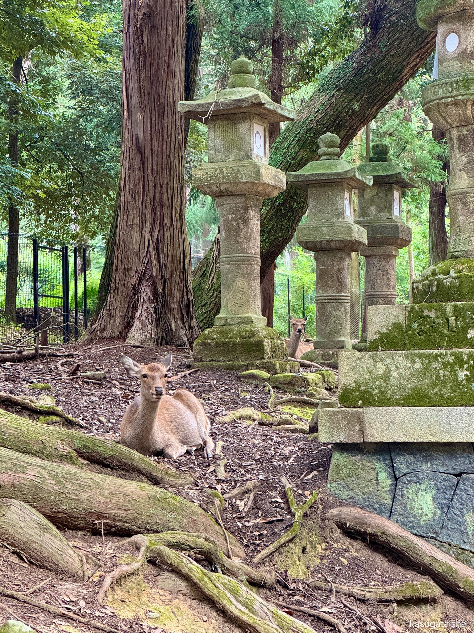 春日大社 kasugataisha shrine on X: 