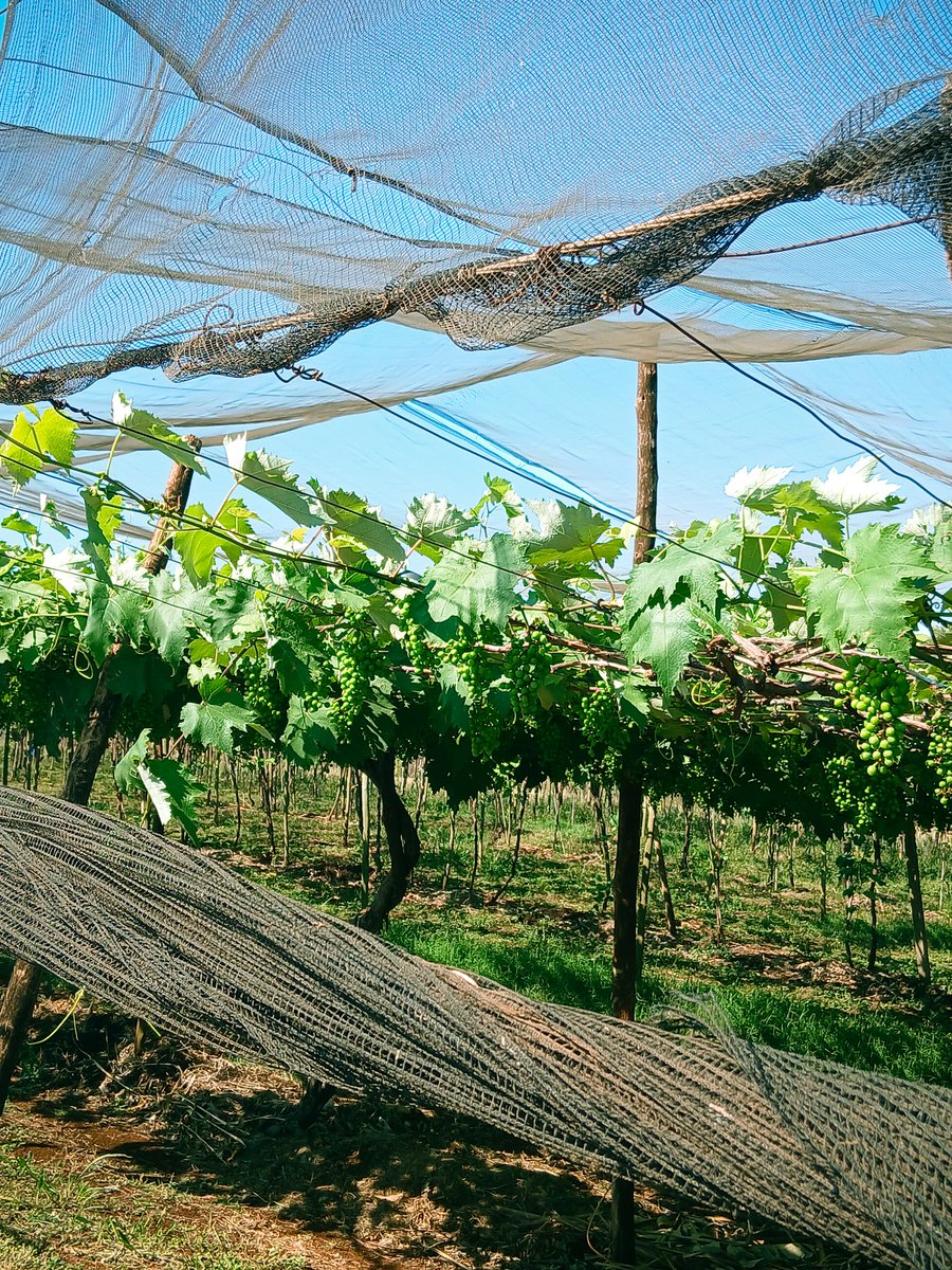 studywlets's tweet image. gente a vinicola nao era muito bonitinha então so temos fotos das parreiraskkk 💀 mas foi bem legal aprender sobre os processos de produção de uma empresa familiar