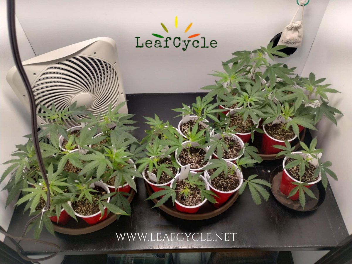 SamuelSmartG's tweet photo. @LeafCycleLLC probably has the best seeds https://t.co/HAQXJbk4Jf