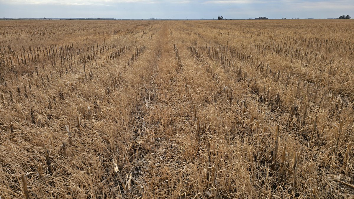 Se cortó el CS! Objetivo: acumular agua💧( entre otros).