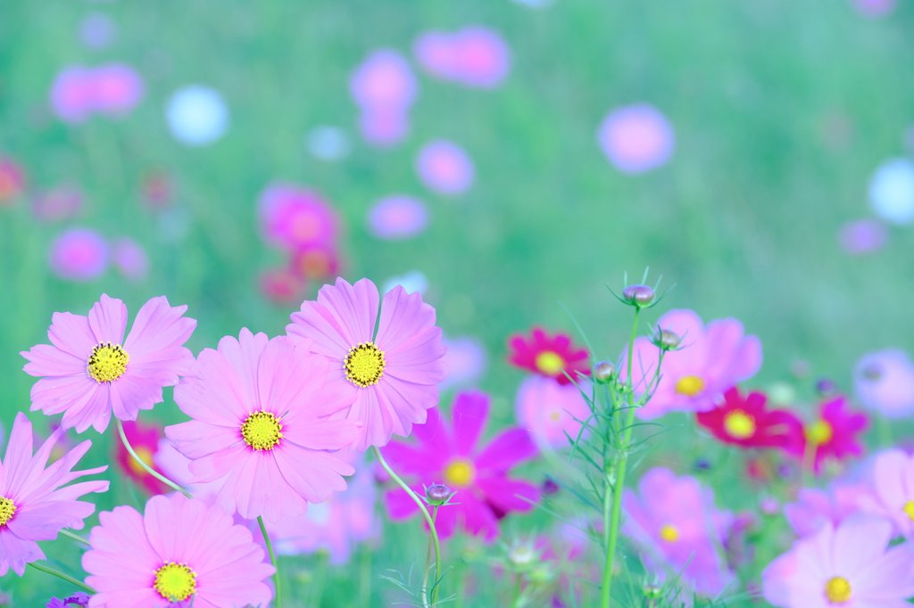 yu11ko0274's tweet image. おはようございます

    激しい豪雨から の ｽﾀ―ﾄです
          皆さま お気をつけて
        🌿 𝐇𝐚𝐯𝐞 𝐚 𝐧𝐢𝐜𝐞 𝐝𝐚𝐲 🌿

#秋桜