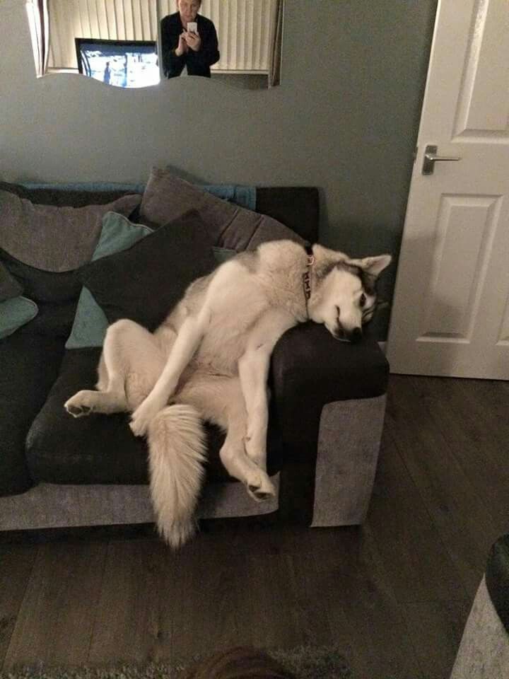 james_cat63507's tweet photo. Dog lovers only come watch him🐕☺️

https://t.co/RBG7nluqj5

#zoophillia #zoosarevalid #beastiality #dogknot #zooprideisvalid #zoophile #hypnotistzoophilesarevalid #zoophiletwt
#zootwt #zoopositivity #earthquake #trump #elon #Gaza #twt #hot #dog #grope #Pardi #jjk242spoilers https://t.co/iEvfQq0YPv