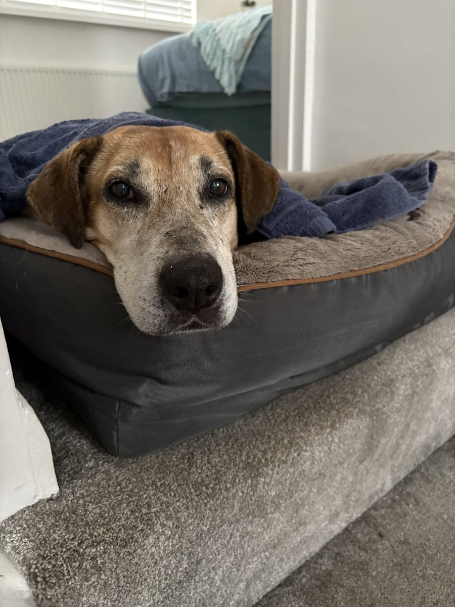 Soggy doggy today in Tenby! 🐕 snuggled up later in her bed. Happy dog enjoying the seaside.