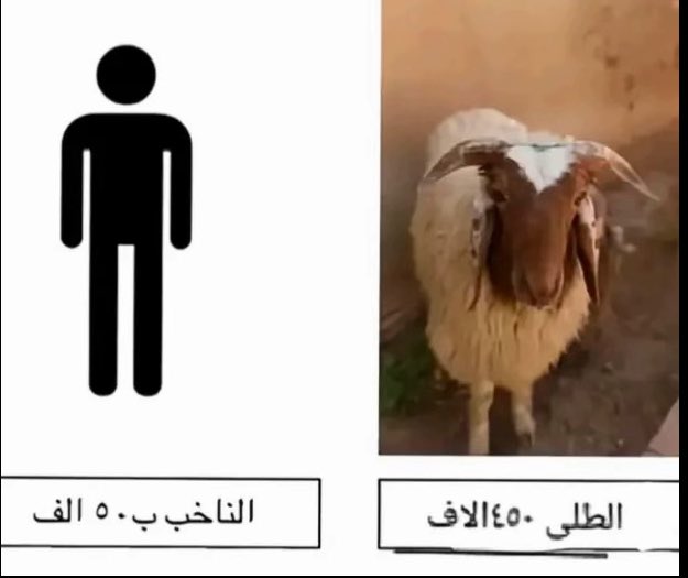 صار المواطن أرخص من الخروف
يبيع صوته ب50 بشرفي اليوم شفت واحد باع بطاقته وغيرته وشرفه وصوته وأمانته وعرضه ب50 الف يعني كل ثمانيه زلم من هذول يعادلون طلي لا يا ابن الطلي
ويريدون الله يستجاب الدعاء ويمطرها أذا دعو الله تمطر سجيل