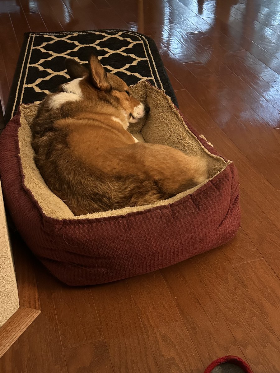 After dinner nap. #CorgiCrew
