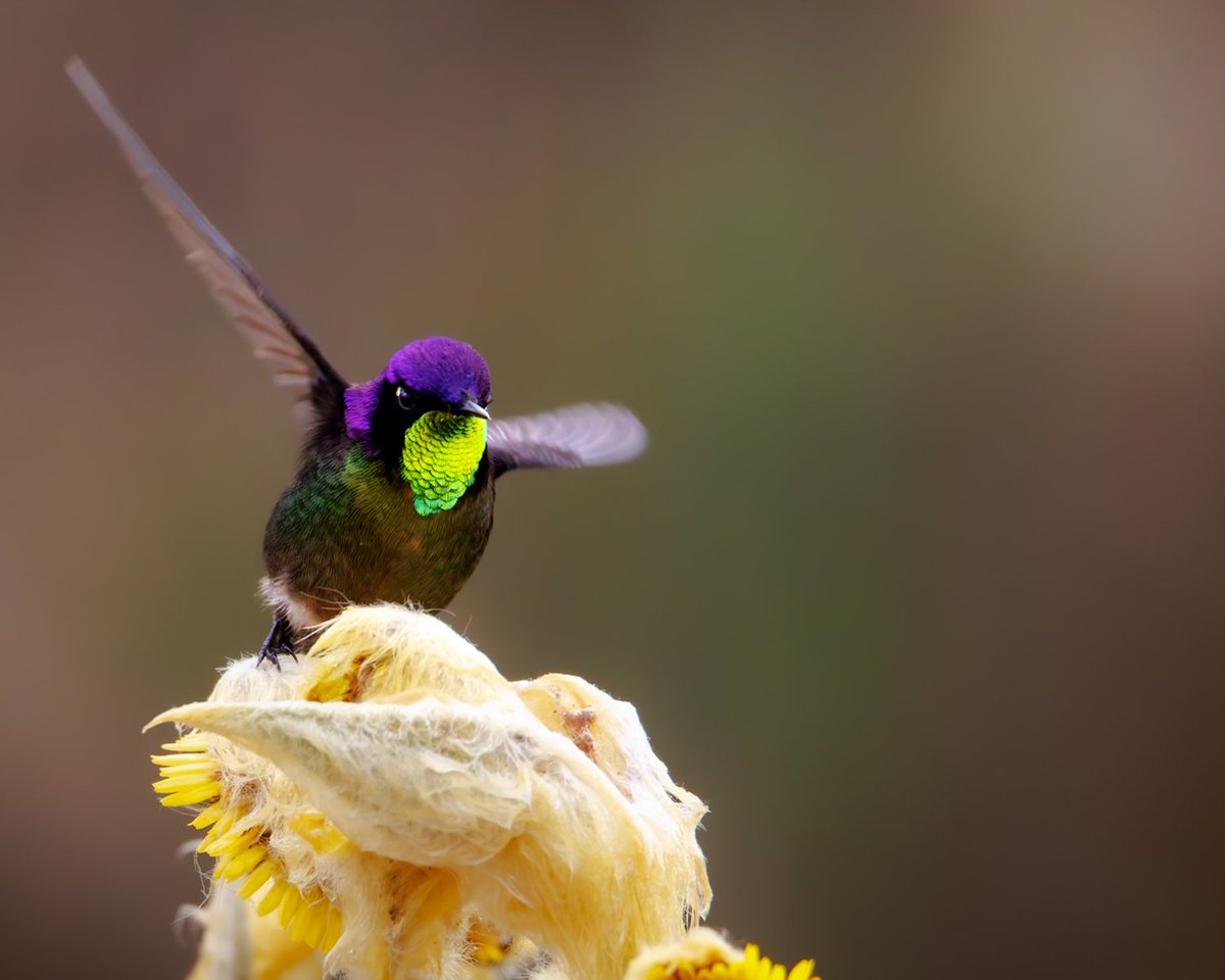 dfnaturephotos1's tweet photo. Este chiquitín se vino volando a toda para aterrizar en este #miercolesdeemplumados 

Colibrí picoespina dorsimorado
Ramphomicron microrhynchum
Purple-backed Thornbill

#TwitterNatureCommunity #BirdsSeenIn2025 https://t.co/HZfU4mO8Iz
