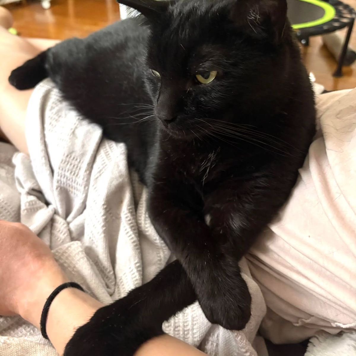 Black cats are not bad luck (@visualscat) on Twitter photo 