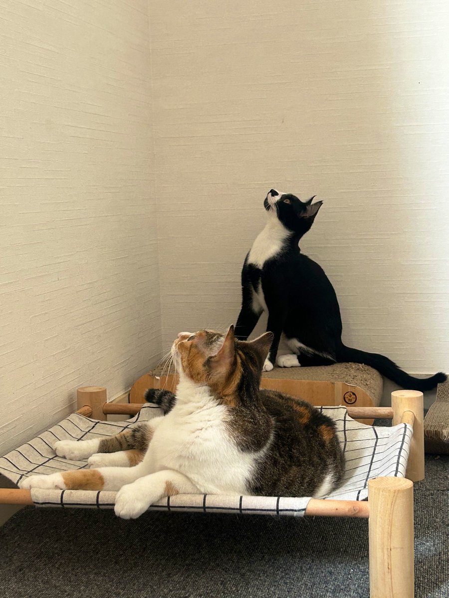 目線の先に蜘蛛がいます