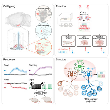 NeuroCellPress's tweet photo. Online now:  Identification of a neural basis for energy expenditure in the mouse arcuate hypothalamus https://t.co/FDVISofRMe https://t.co/8dLF8fdmDH