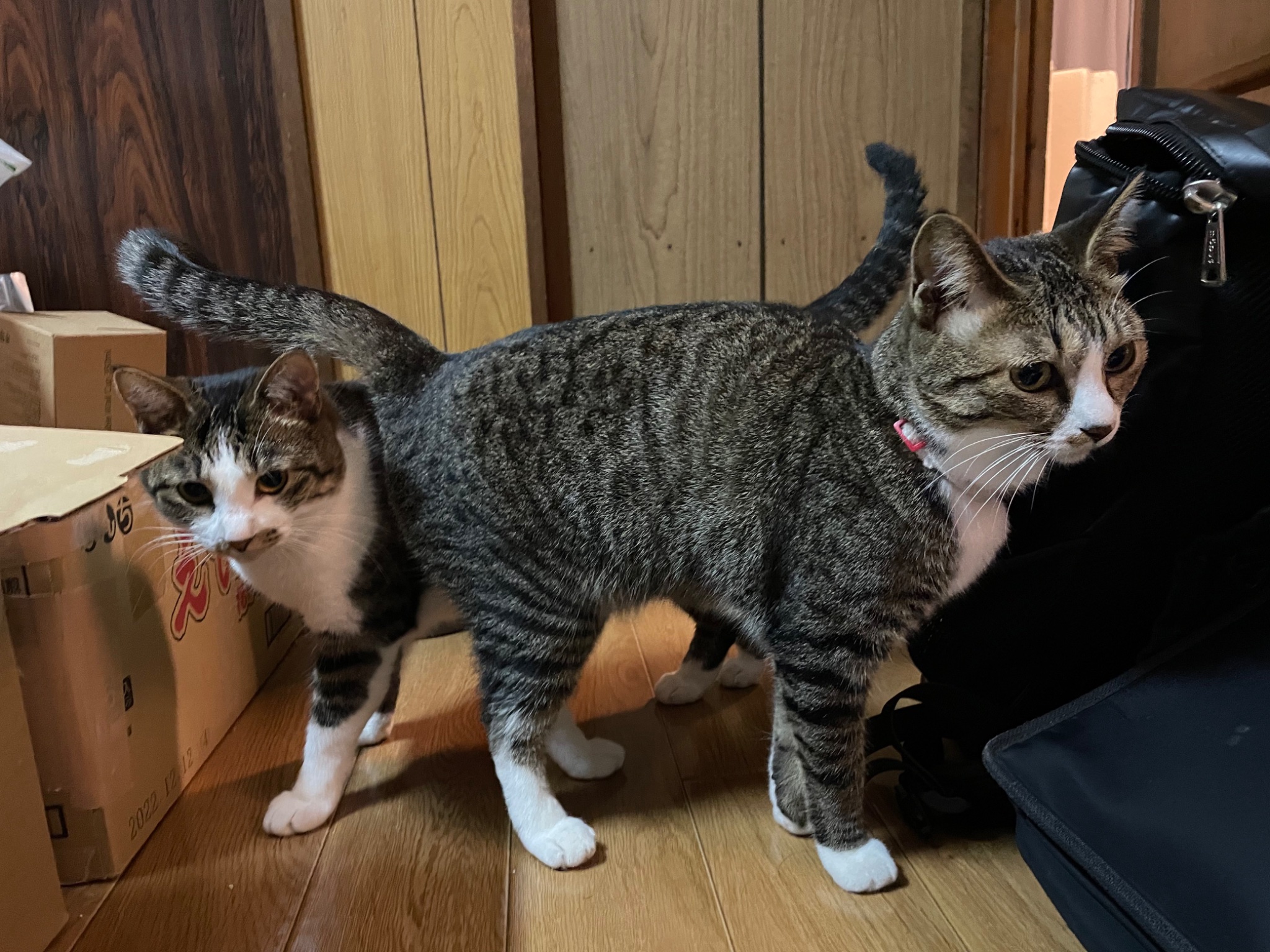 ねこきち ねこきち (@nekokiti1218) / X