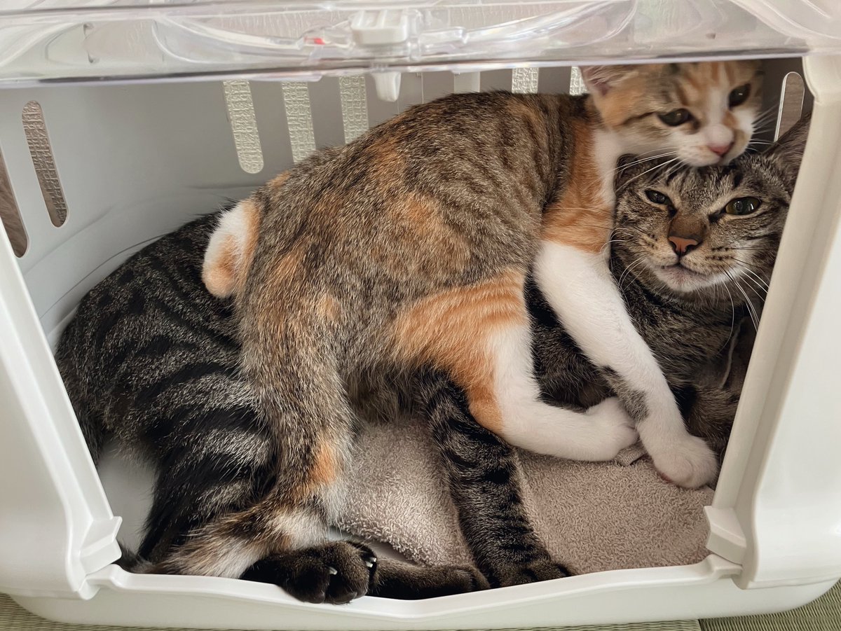 朝から猫たちがかわいすぎて出勤したくないのよ行ってきます