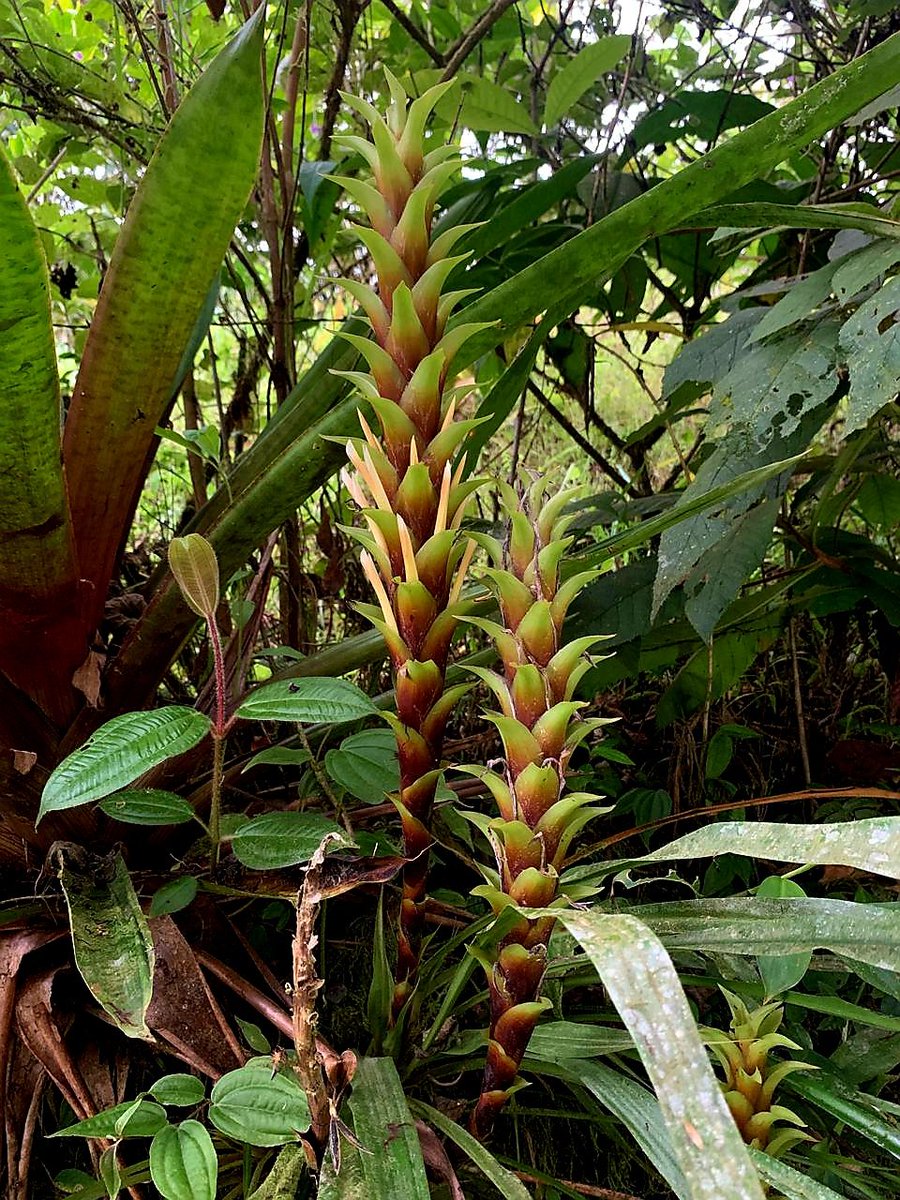 #Pitcairnia squarrosa, otro género y otro diamante de los bosques nublados de #Quito, provincia de #Pichincha. 
Los estudios que se han hecho a las #bromelias de este género, sugieren que son las de linaje más antiguo y primitivo dentro de la familia Bromeliaceae.
Es un