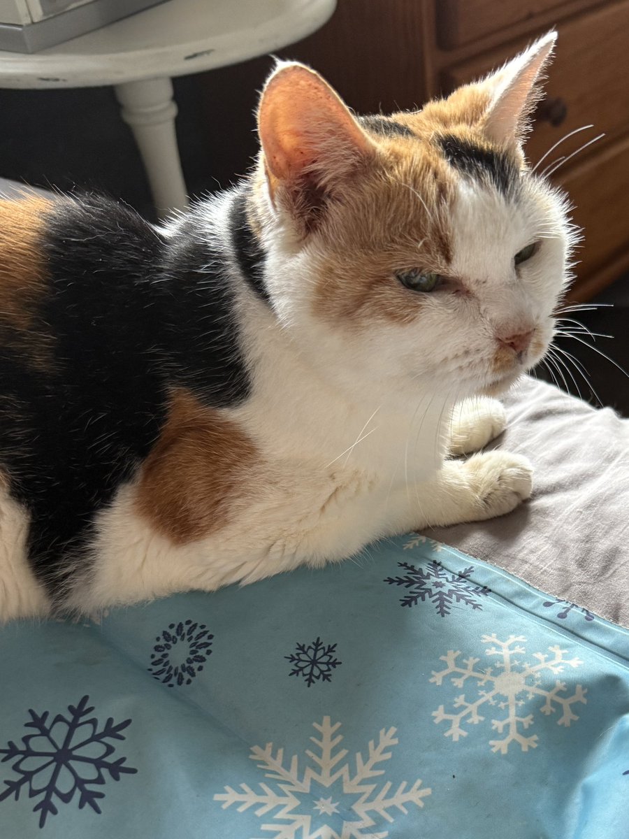 三毛猫様♡ありがとうございます♡ hqdefault.jpg
