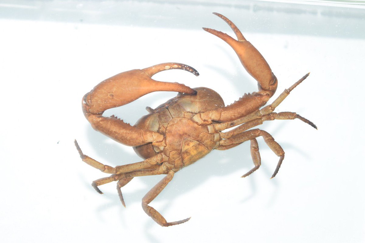 Carlos Lasso tweet media