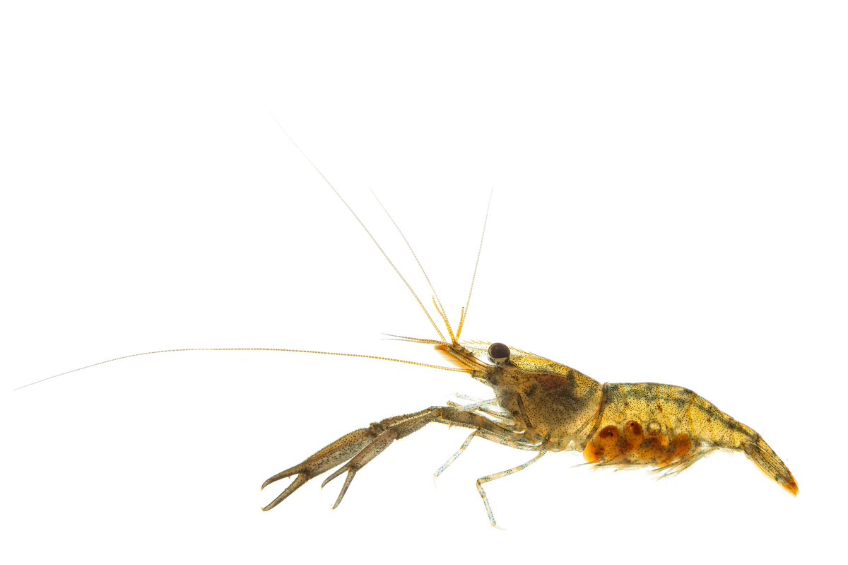 Carlos Lasso tweet media