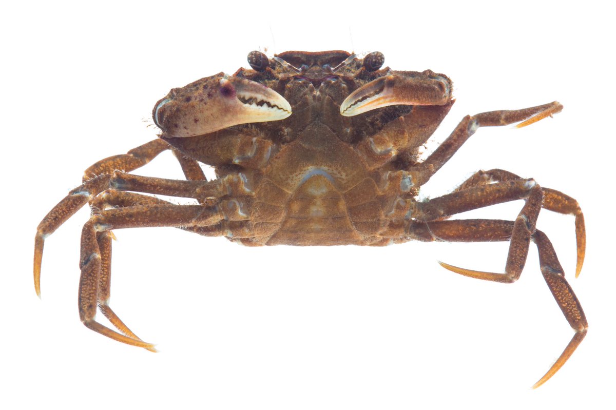 Carlos Lasso tweet media