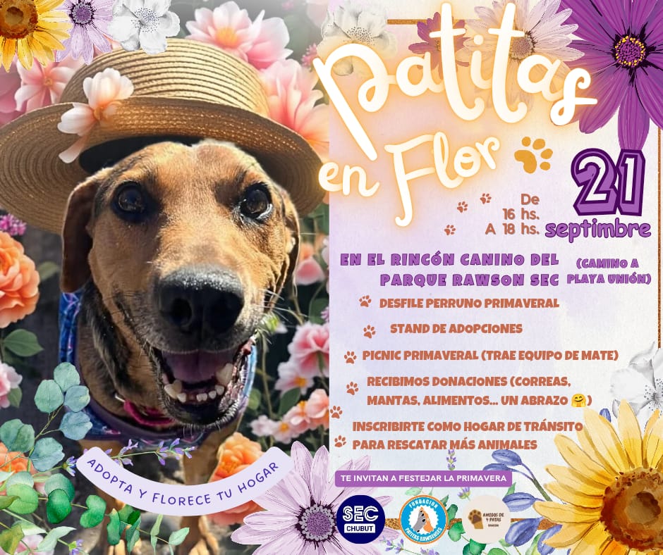 #Sociedad 🌸🐾Patitas en Flor🐾🌸
Asociación Patitas Rawsenses y Amigos de Cuatro Patas Rawson.
Desfile perri-primavera en Rincón Canino del SEC camino a Playa Unión. Domingo 21 de septiembre de 16 a 18 hs. Recibirán donaciones de alimentos, mantas y correas. Adopción y tránsito.