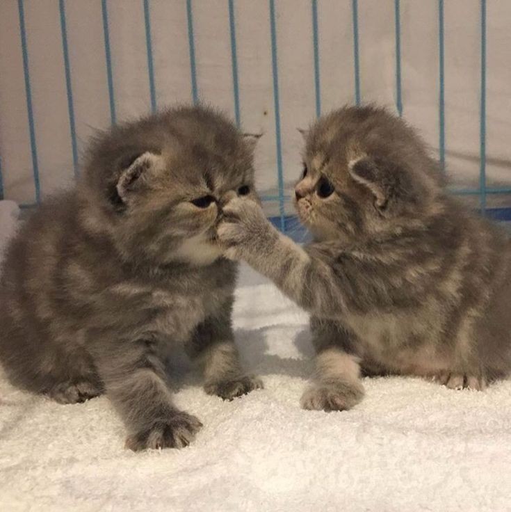 "Do not speak"