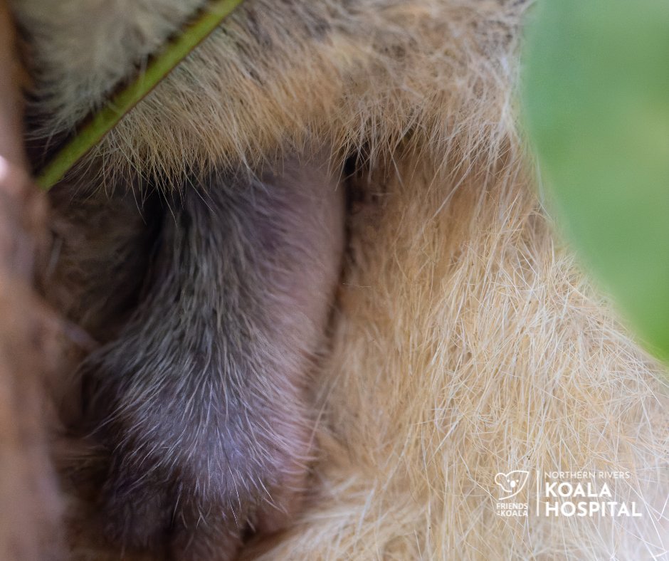 Friends_Koala's tweet image. 🐨 #KoalaFacts: A newborn joey is tiny - like a peanut! 💛 Blind, hairless &amp;amp; undeveloped, it crawls into its mother’s pouch using only its front limbs. There it grows, opens its eyes &amp;amp; gets ready for life outside 🌱 #Joey #koala #SaveTheKoala ow.ly/Fy0N50WTKGj