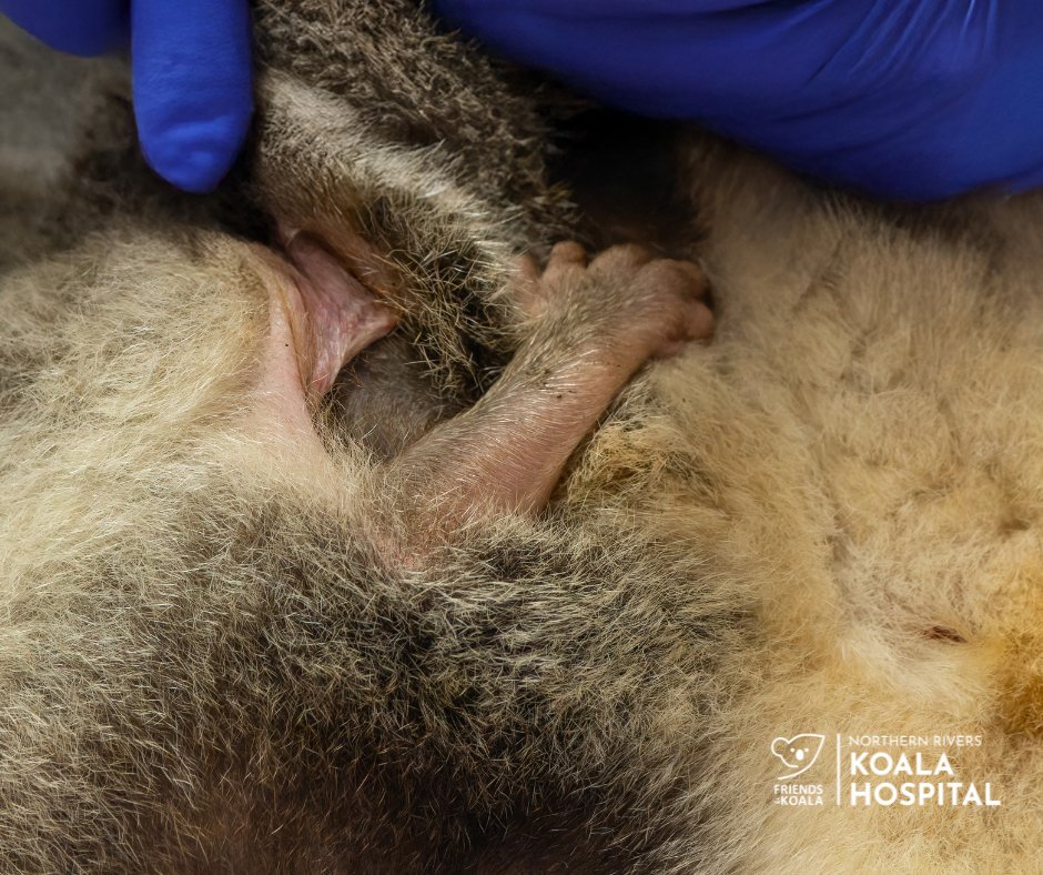 Friends_Koala's tweet image. 🐨 #KoalaFacts: A newborn joey is tiny - like a peanut! 💛 Blind, hairless &amp;amp; undeveloped, it crawls into its mother’s pouch using only its front limbs. There it grows, opens its eyes &amp;amp; gets ready for life outside 🌱 #Joey #koala #SaveTheKoala ow.ly/Fy0N50WTKGj