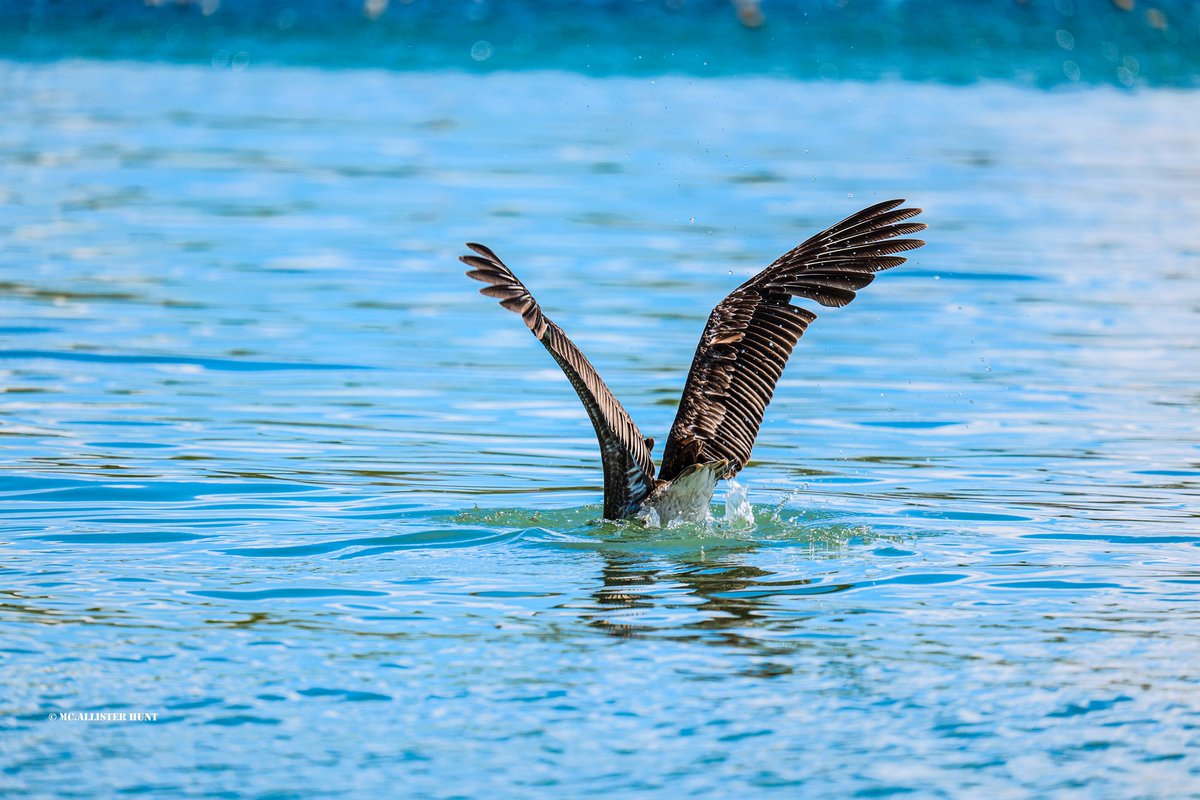 Werekdalcott's tweet photo. Pelicans 

Vieux Fort, 2025 https://t.co/rNnAQ4j3je