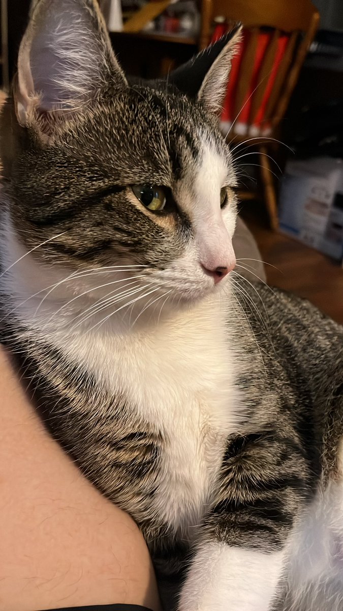 Help me feed this pretty boy😕 I am broke and we’ve ran out of food.