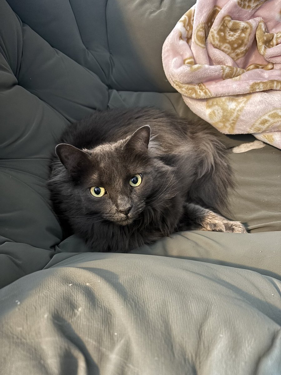 ToastyTG's tweet photo. @kjace1301 Tofu, Persephone, and their humans are wishing you the best! https://t.co/CQd9A3SBfb
