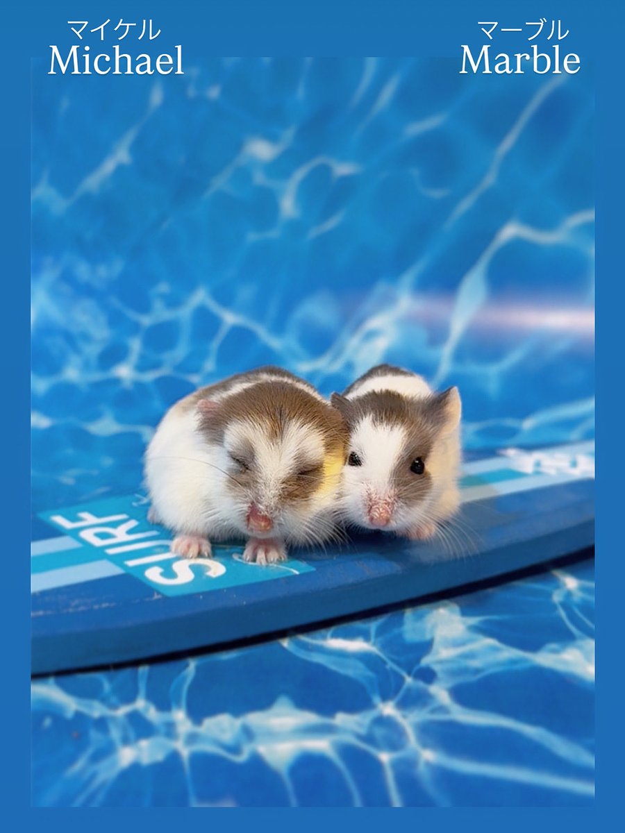 💕🐼Michael        💕🐶Marble
マイケル君　　　　マーブルちゃん