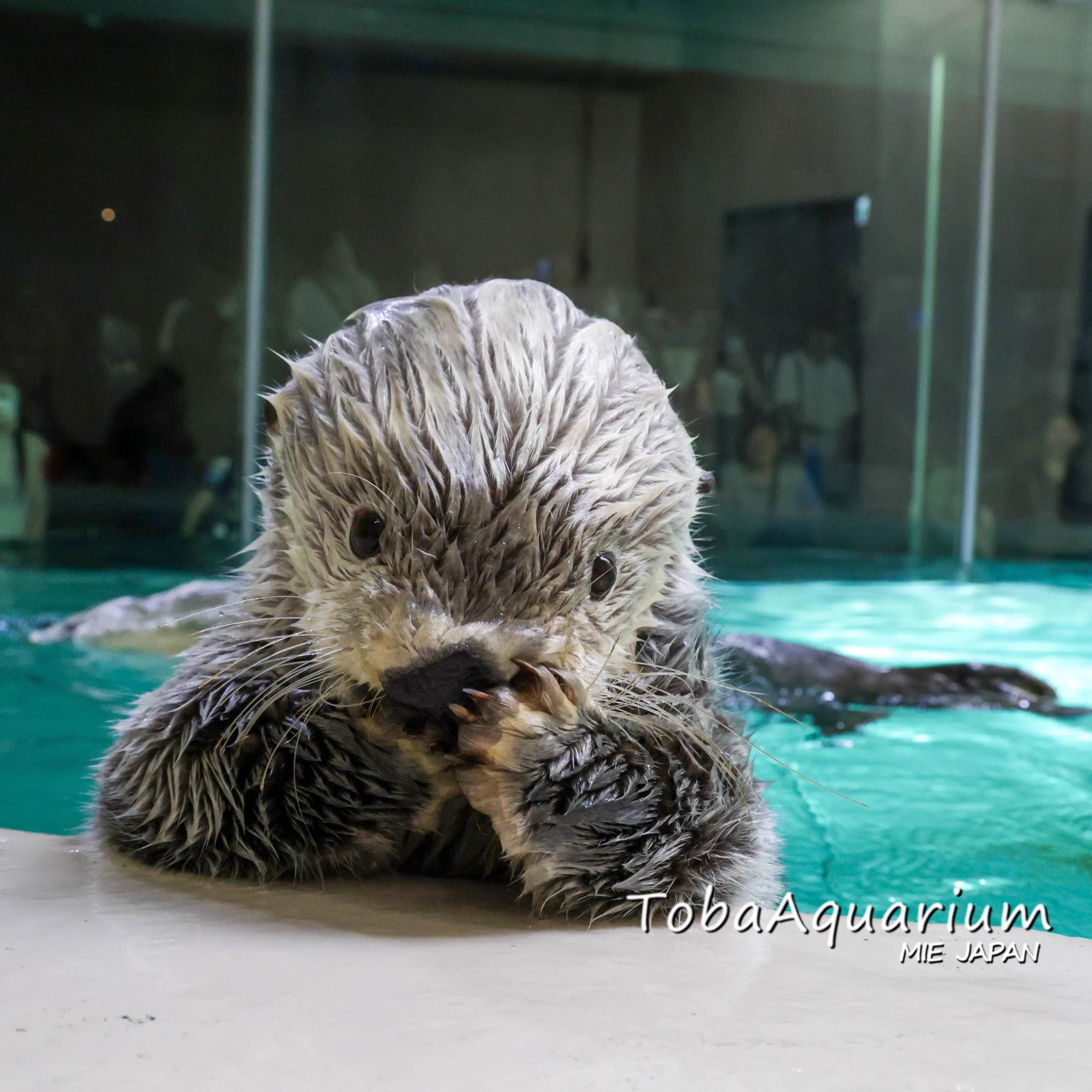 鳥羽水族館（TOBA AQUARIUM） on X: 