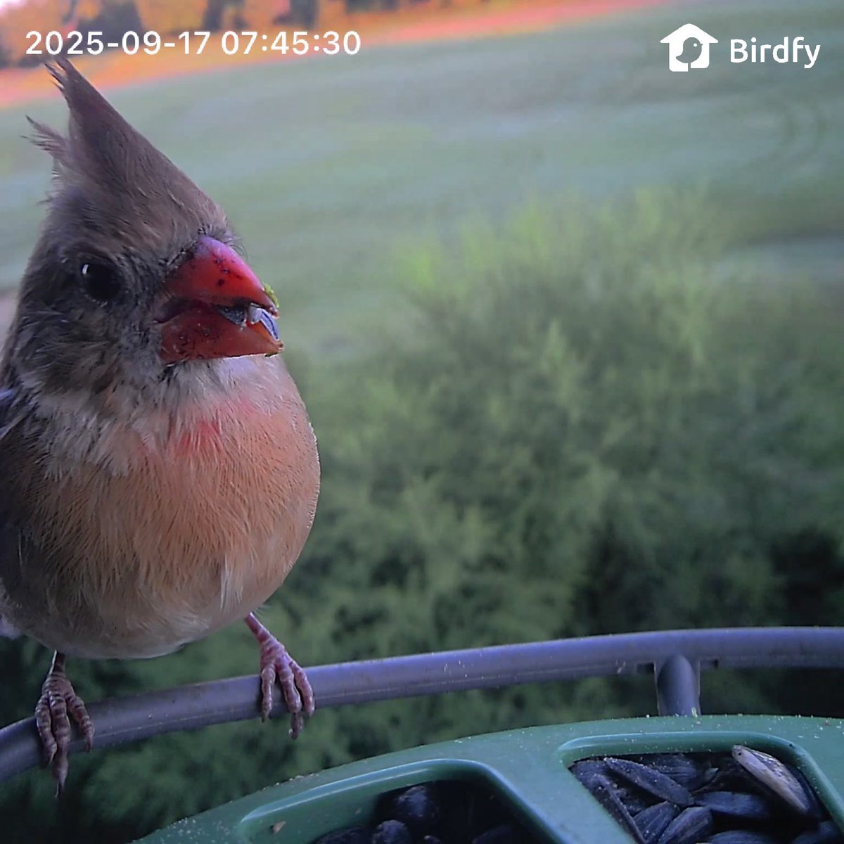 rodeubanks's tweet image. She showed up today #femalecardinal