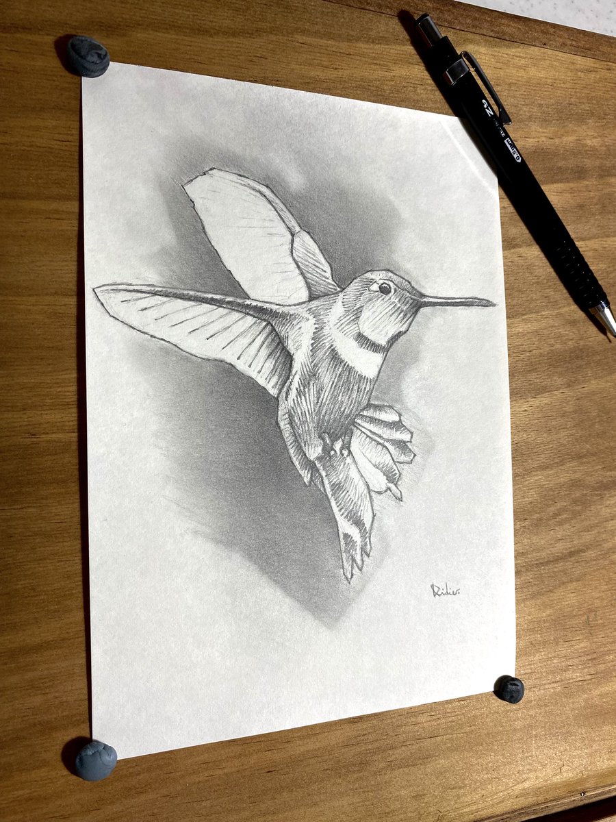 ddrrrr's tweet photo. COLIBRÍ. Grafito sobre papel. 15cm x 20cm. A la venta. #colibrí #colibríes #hummingbird #hummingbirdart #dibujo #drawing #sketch #arte #art #grafito #graphitedrawingً #graphitesketch #hummingbirddrawing #artontwitter #naturaleza #nature #natureartwork #artealaventa #artforsale https://t.co/144I8RkiS0