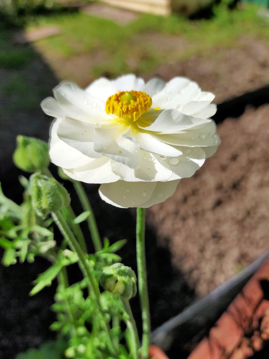 NikolaDiredja3's tweet image. &quot;KEINDAHAN BUNGA TERLETAK PADA KESEDERHANAANNYA.&quot;

Selamat pagi beautiful souls☀🌱🌼

Happy Thursday! ✨

#quotes 
#springvibes