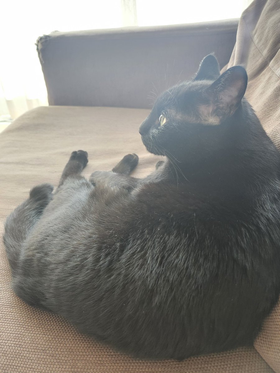 #ぶらすた
猫が膝に乗ってきた時。あ、冬かぁ...って思います。夏は暑いのか近くには来ても乗りません。