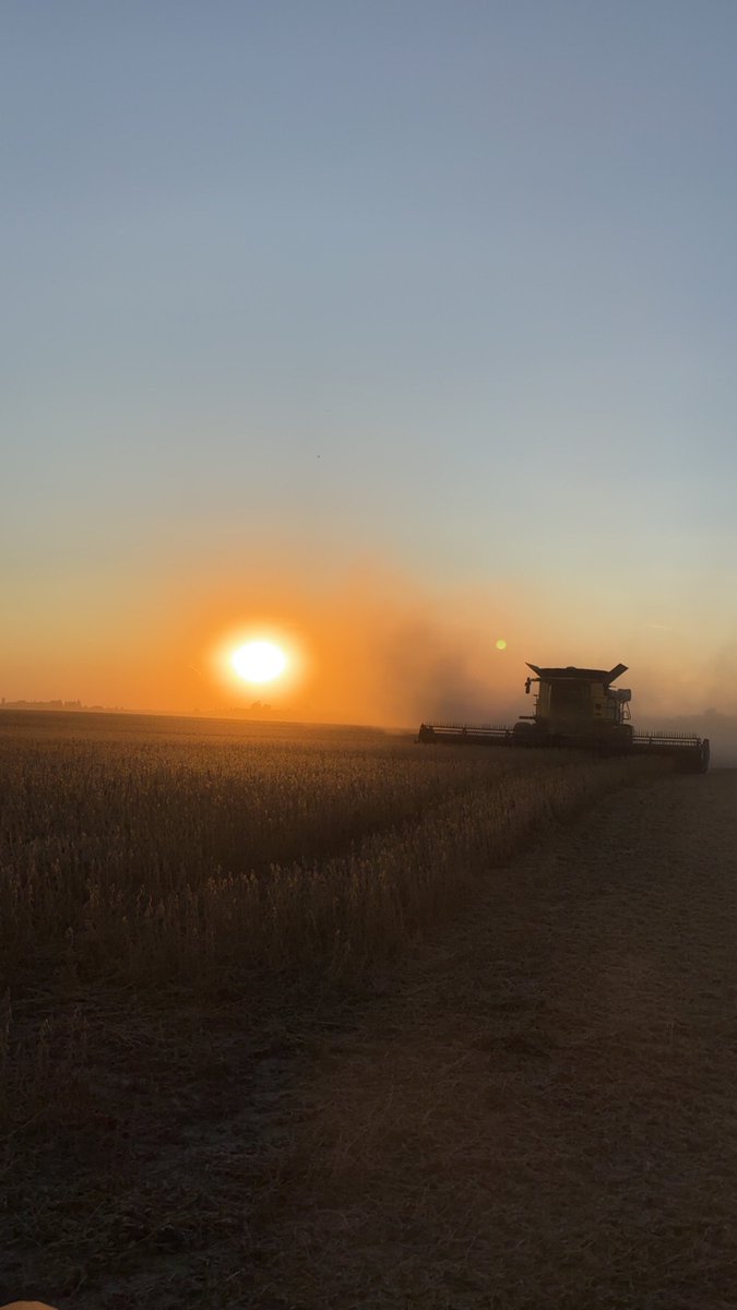 Whites done onto soys