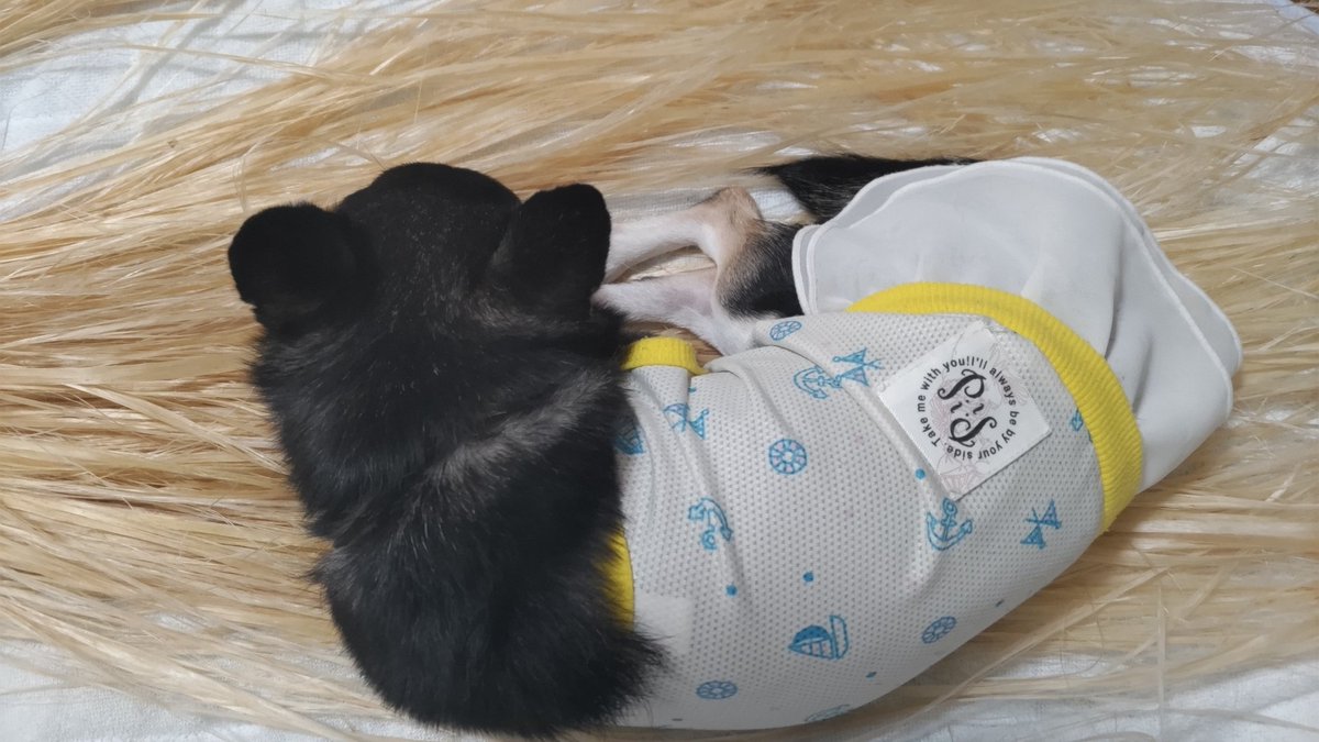 freedom_imi's tweet photo. 麻の上で寝る犬(笑)
これ、精麻のお飾りなのだけど、置いておいたら藁のように敷かれた🤣

うさと服の上でもよく寝るけど、やっぱり気持ち良いのがわかるんだよね☺️ https://t.co/NIeF8MTrpx